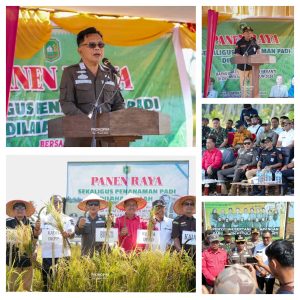 Panen Padi di Meranti Meningkat, Produksi Tembus 6.000 Ton per Tahun