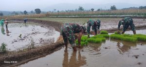 Perkuat Ketahanan Pangan: TNI-Rakyat Menanam Padi IR 32 di Lahan Tehnopark Randudongkal – Pemalang