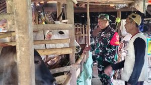 ​Lebih dari Infrastruktur: Progam TMMD Reguler ke-127 Kodim 0713/Brebes Berdayakan Ekonomi Peternak Lokal​