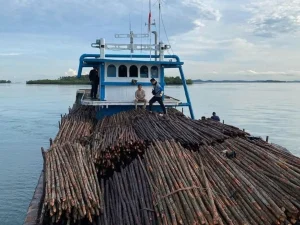 PENYELUNDUPAN 12.000 BATANG KAYU BAKAU ASAL MORO DIGAGALKAN DITPOLAIRUD POLDA KEPRI, DIDUGA AKAN DIKIRIM KE SINGAPURA