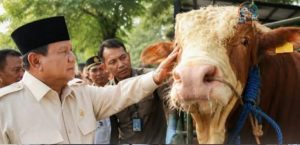 Presiden Salurkan 1.098 Ekor Sapi Banmas untuk Masyarakat di Hari Raya Iduladha 1447 H