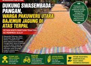 Dukung Swasembada Pangan, Warga Pakuweru Utara Bajemur Jagung di Atas Terpal-Petani Minta Bantuan Traktor ke Pemprov Sulut