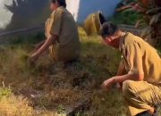 Wujudkan Lingkungan Asri, Kecamatan Pemalang Masifkan Aksi Korve Lewat RHAPSODI