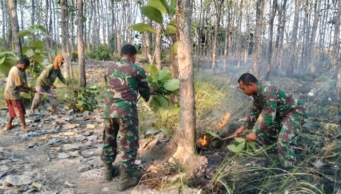 Hutan Jati Nyaris Ludes Terbakar, Kesigapan Babinsa Berhasil Padamkan Api Dengan Cepat