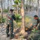 Hutan Jati Nyaris Ludes Terbakar, Kesigapan Babinsa Berhasil Padamkan Api Dengan Cepat