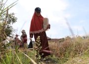 Pemkab Garut Salurkan Benih Padi dan Jagung untuk Dukung Ketahanan Pangan