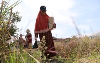 Pemkab Garut Salurkan Benih Padi dan Jagung untuk Dukung Ketahanan Pangan