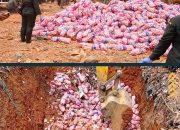 Karantina Kepri Musnahkan 29 Ton Bawang Putih Impor Asal Cina, Seluruh Muatan Rusak