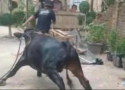 Terperosok ke Dalam Sumur, Seekor Sapi di Way Ngison Berhasil Dievakuasi Damkarmat Pringsewu